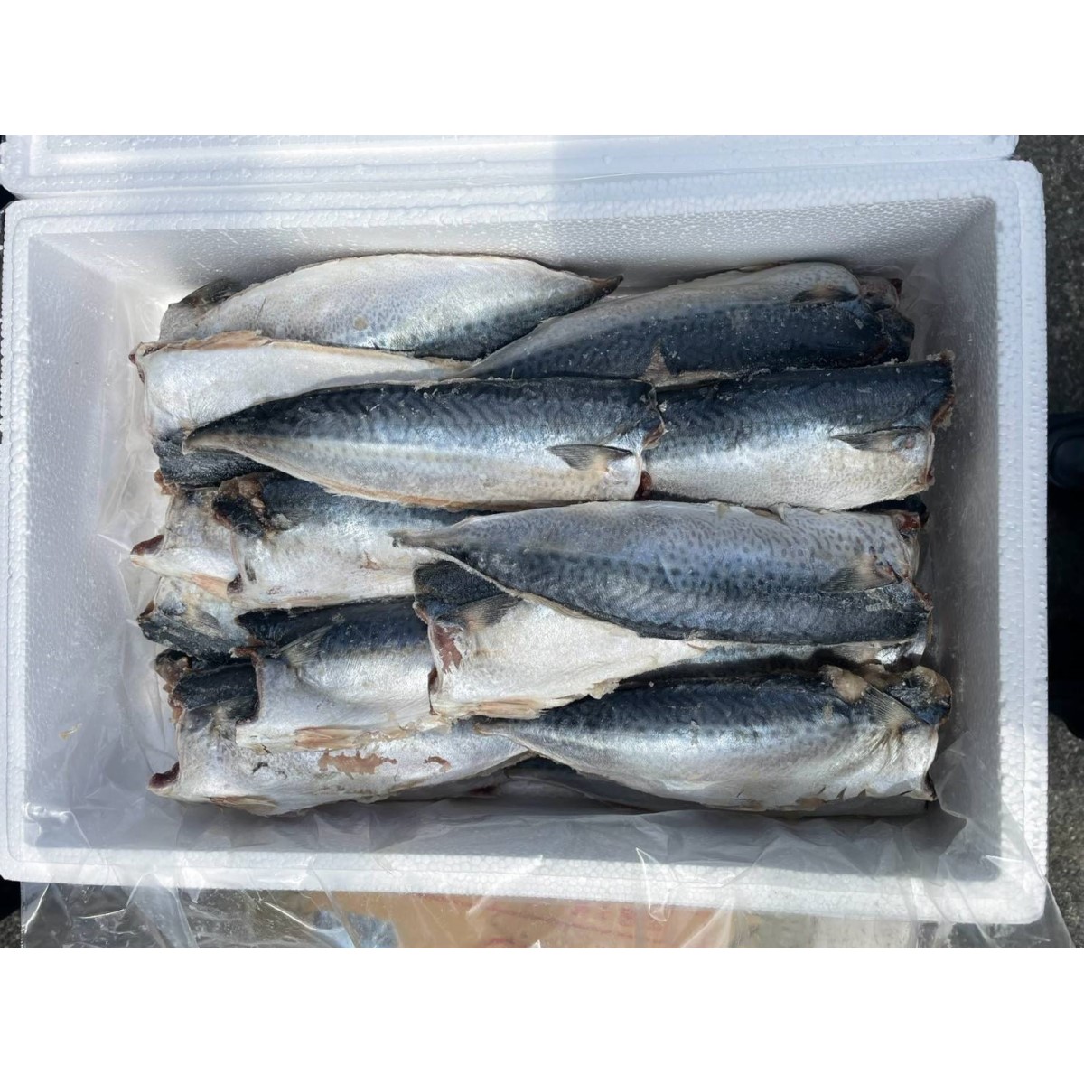 鹽漬臺灣鯖魚片